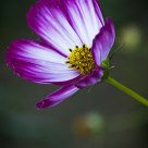Cosmos